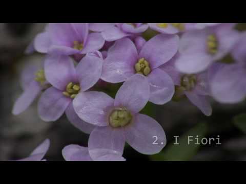 Le otto montagne - Trailer