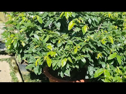 There are 3 main reasons why apricot trees have many dense buds and beautiful colors.