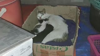 可愛いすぎる子猫 Part 8 || 芸能界ニュース