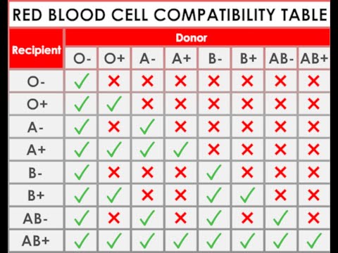 Understanding Blood Types & Transfusions