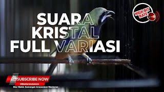 Download lagu 🔴Cucak Cungkok Gacor Masteran Suara Kristal Jernih Full Isian Variasi mp3 Download lagu 🔴Cucak Cungkok Gacor Masteran Suara Kristal Jernih Full Isian Variasi mp3