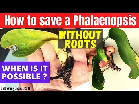 How to save a Phalaenopsis orchid WITHOUT ROOTS