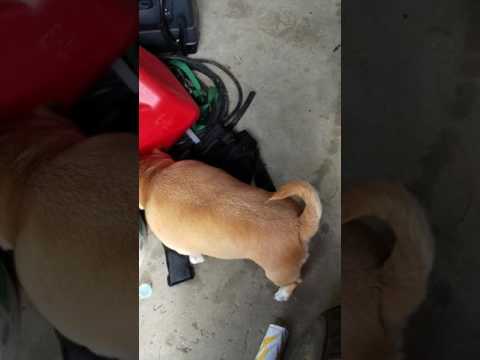 Sweetie doggie eating June bugs