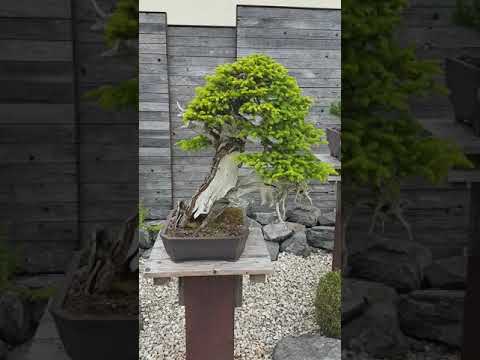 Bonsai generation at minoru bonsai  Michael Tran!!!