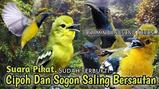 Download lagu Suara Pikat Burung CIPOH DAN SOGON. 💯% Ampuh.. mp3