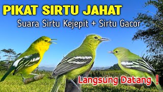 Download lagu SUARA PIKAT SIRTU KEJEPIT SIRTU GACOR AMPUH SEMUA SIRTU BERDATANGAN mp3 Download lagu SUARA PIKAT SIRTU KEJEPIT SIRTU GACOR AMPUH SEMUA SIRTU BERDATANGAN mp3