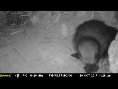 Grey Faced Petrel (Oi)