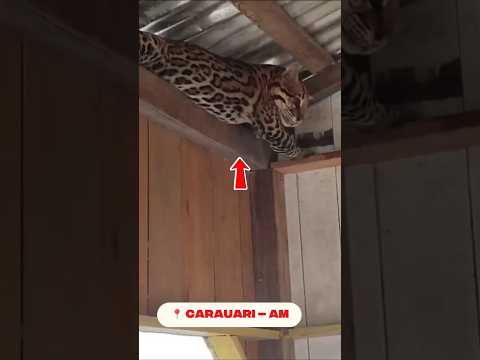 🚨 URGENTE: Onça é flagrada dentro de casa no AM #OnçaPintada #Amazônia #CarauariAM #Selvagem #Brasil