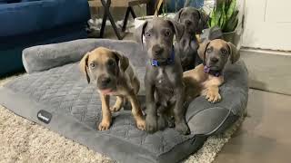 My Great Dane Puppies - FEEDING TIME - 9 Weeks Old Weening From Mamas Milk