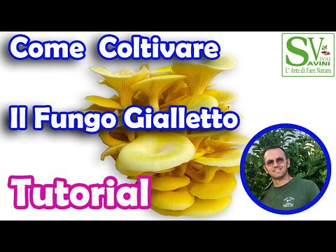 Come coltivare il fungo Pleurotus Cornucopia o Fungo d' Oro