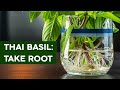 THAI BASIL: TAKE ROOT - our first gardening video!
