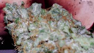 ROCKSTAR Grow pt10!! Strain REVIEW-&quot;How To GROW WEED&quot; series.