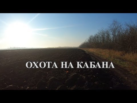 Охота на кабана с лайками