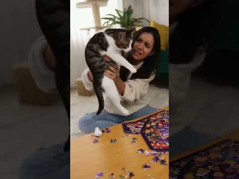 «Más Gatitos, Más Rompecabezas en Alimenta a tu Gato: Nuevos Caminos»