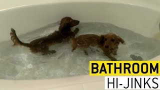 videos de risa fases en el baño