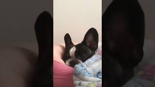 寒い日はお布団でぬくぬくするワンコ#shorts