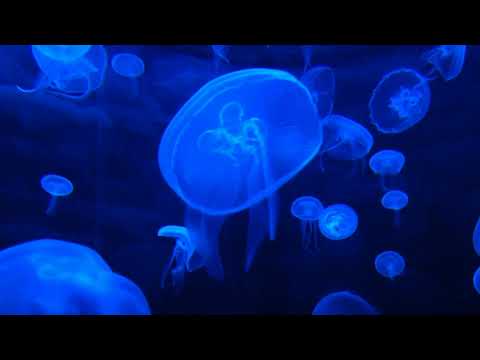 08/01/21 Blue Jellyfish STR SCF