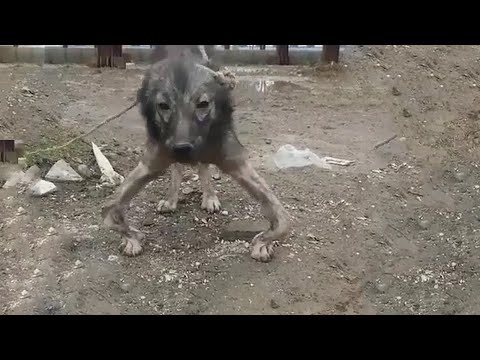 Hündin wurde über Jahre von ihrem besitzer Gequält - Die Tierretter sind völlig entsetzt!