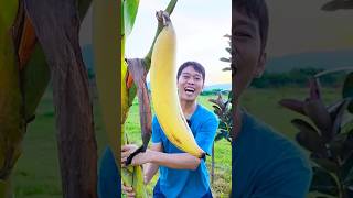 Download lagu buah pisang terbesar dan termahal di dunia harga nya mencapai 5jt per buah #fruit #shortsvideo mp3