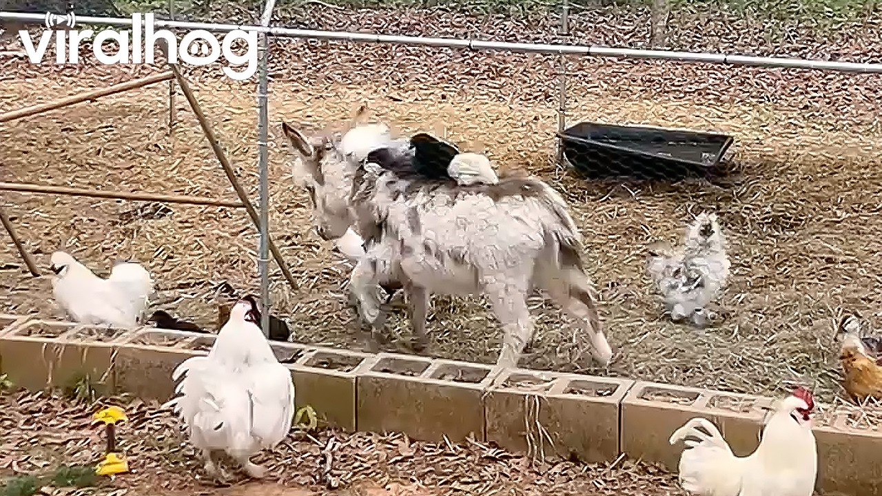 Donkey Gives Her Chicken Pals a Ride || ViralHog