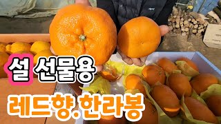 설날 선물용! 제주 레드향,한라봉 저렴한 가격