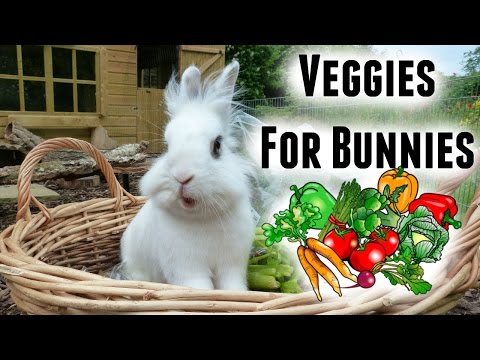 What To Feed a Rabbit | Safe Veggies