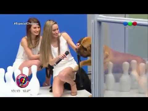 "Especial Chongos" desde Ushuaia hasta La Quiaca todos quieren ladrar - Peligro Sin Codificar 2017