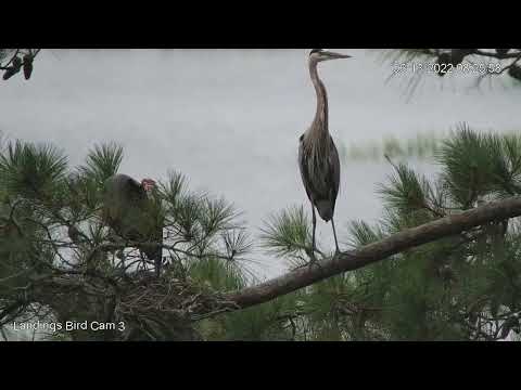 Male Great Blue Heron Delivers A Giant Stick To the Savannah Nest | June 13, 2022