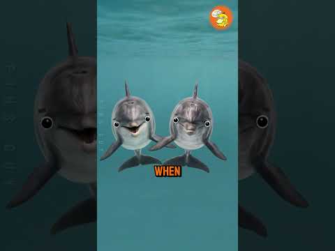 Animals that mourn like Us