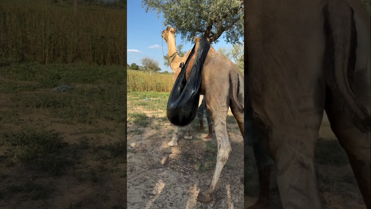 How is water supplied in desert areas? #shorts