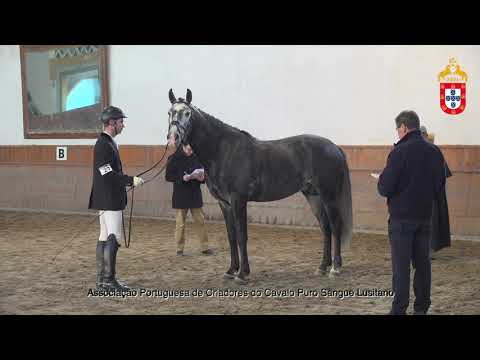 230128 27 Nabo da Pucara - Aprovação de Garanhões