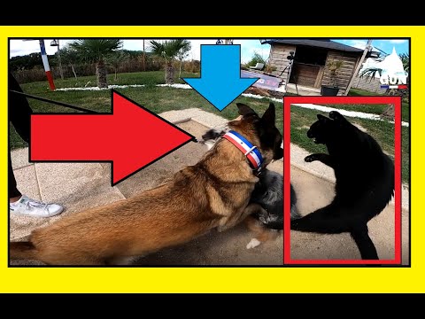 MALINOIS - SITUATION IMPROBABLE AVEC LE CHAT ! MALINOIS - IMPROBABLE SITUATION WITH THE CAT!