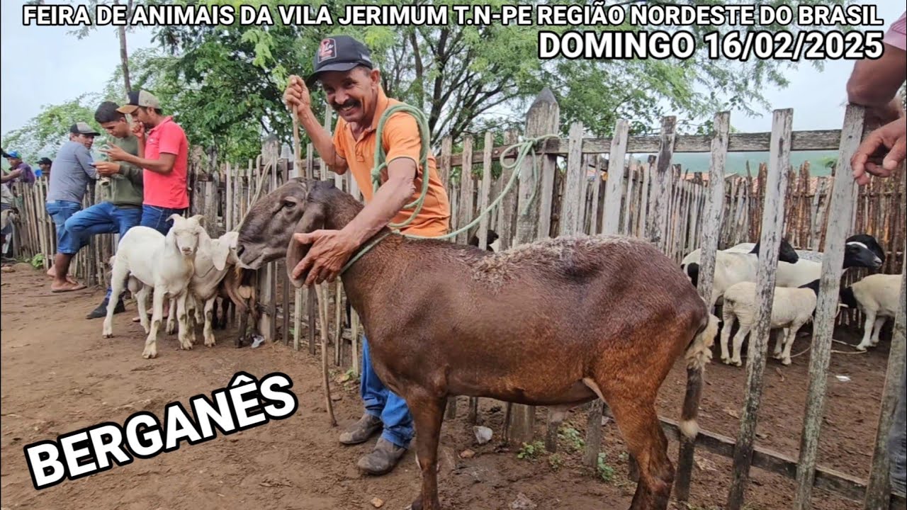 FEIRA DE CAPRINOS E OVINOS NA VILA JERIMUM T.N-PE A MELHOR DA REGIÃO 16/02/2024