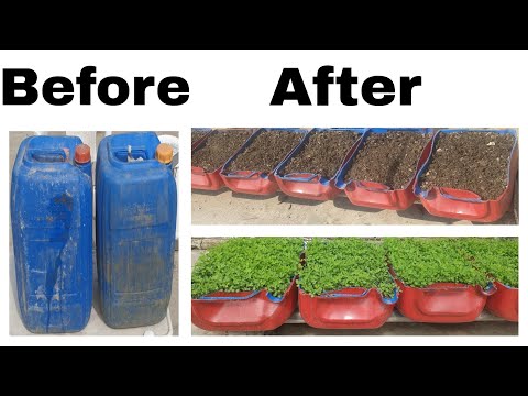 How to Grow Alfa Alfa in Plastic Containers | Alfa Alfa for Birds | Hazara Pheasantry | 21/4/2021.