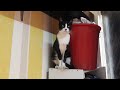 Hungry Tuxedo Cat