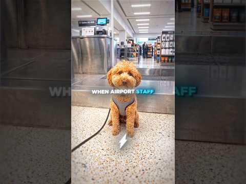 She Left Her Dog At The Airport…😬💔