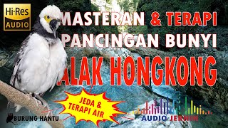 Download lagu Jalak Hongkong Gacor Full Isian Bagus Untuk Masteran Dan Pancingan Bunyi mp3