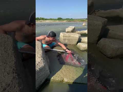 Reel tagged #fish