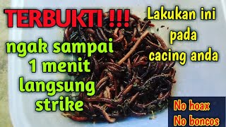 Download lagu racikan cacing sampah jitu mancing galatama dan kolam harian lele / lele liar langsung tes !!! mp3