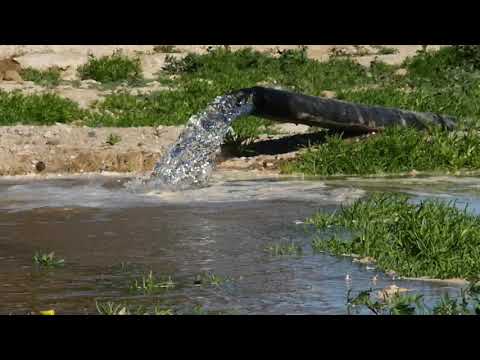 Olive tree watering Almería Spain 2021