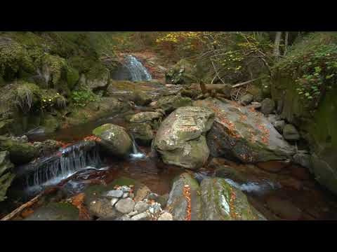 4K HDR Autumn Cascades - Forest Stream - Water Flowing Sounds - Natural White Noise
