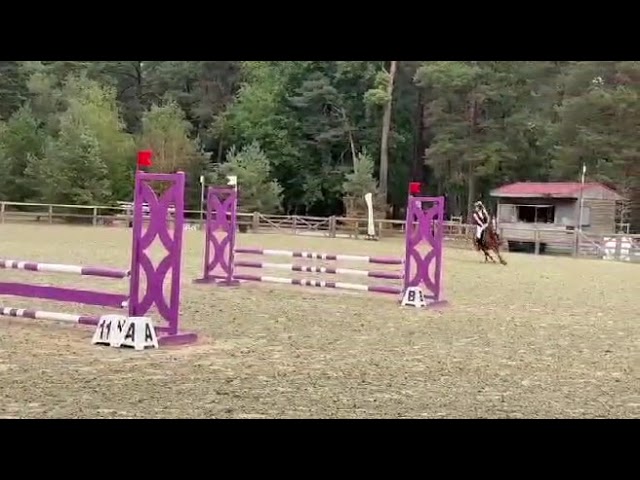 Super Ponette D de Concours 