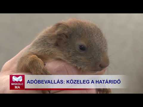 Videó előnézet