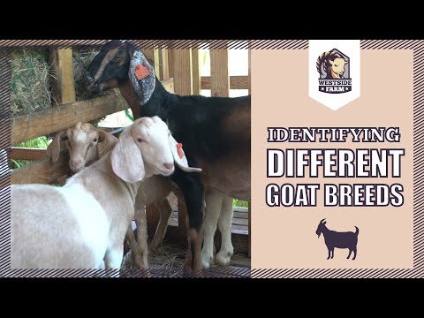 , title : 'Westsidefarm | Identifying Different Goat Breads'