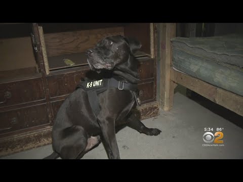 FDNY Offers Inside Look At K-9 Arson Squad