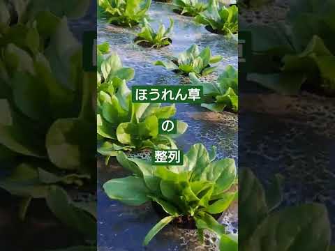 ほうれん草 植物