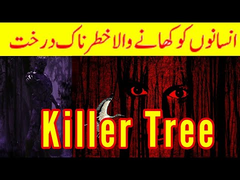 Killer tree in the world | Tree which can kill the human | Adam khor darakht | Info sins