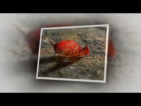 Dấu thu xưa - Nam Vĩnh