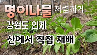 명이나물~ 강원도 인제 산에서 직접 재배한 맛과향이 다른 명이나물