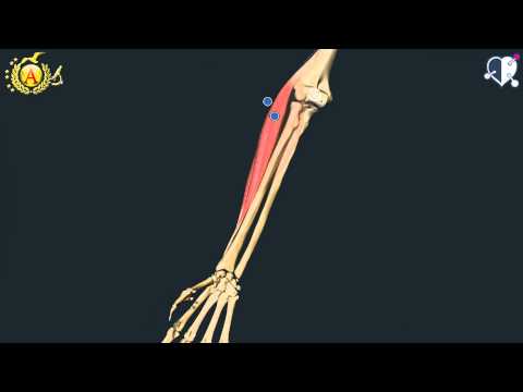 Locomotor System 35: Forearm Muscles